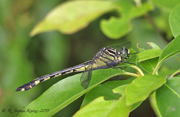 Gomphurus dilatatus, female